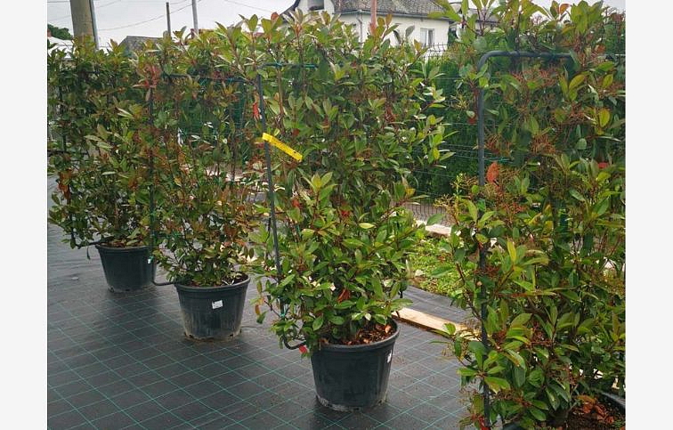 Červienka Fraserova Red Robin špaliera 120x90 cm, kont. 30-40 l