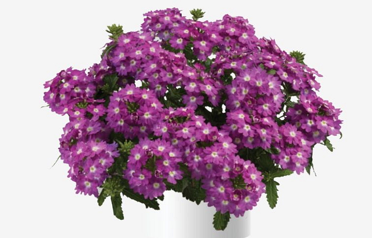 Železník Vanessa Compact Violet - Verbena, kont. 0,5 l