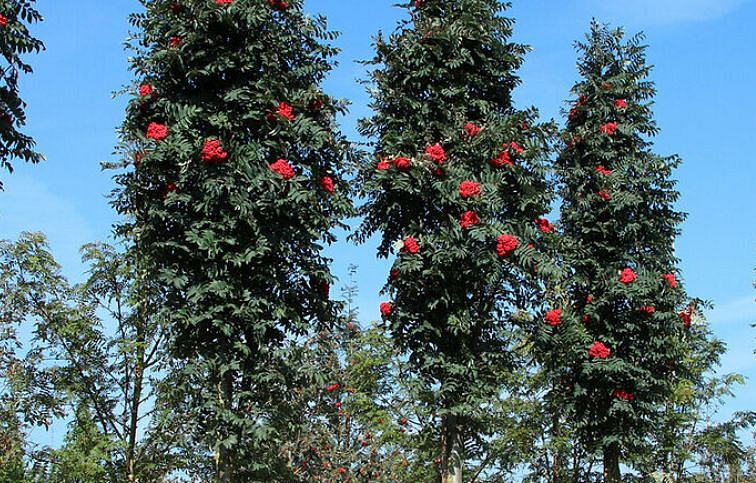 Jarabina vtáčia Fastigiata 70-100cm, kont. 2 l