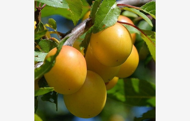 Ringlota Ulena, podp. Alycza, voľnok.