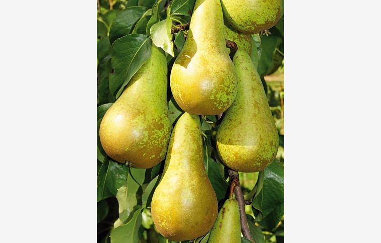 Hruška stĺpovitá Saphira podpník Kaukazská hruška, voľnok.