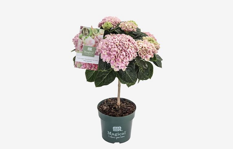 Hortenzia kalinolistá Magical Revolution Pink na kmienku 30-40cm, kont. p14