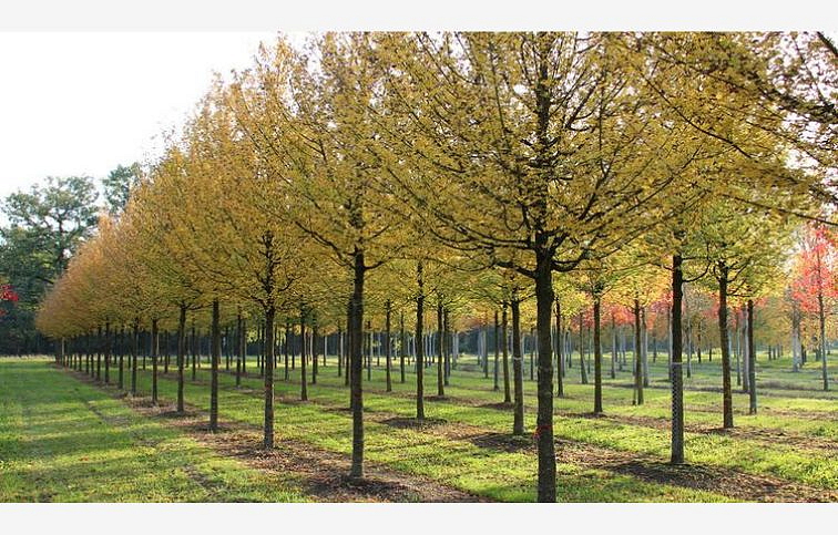 Javor poľný Elsrijk 300-350 cm, obvod kmeňa 8-10cm, kont. 30 l