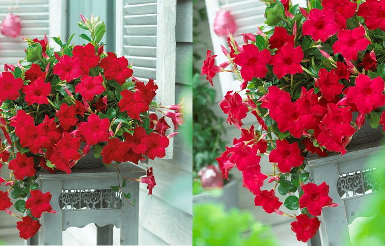 Mandevila Sundaville Classic Velvet Red - Dipladenia, kont. 0,7 l