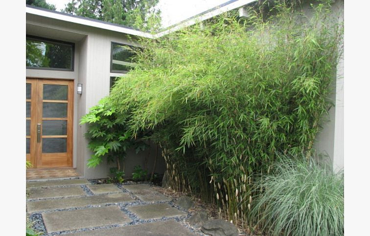 Fargesia robusta Pingwu neinvazívny - Bambus 30-50cm, kont. p14