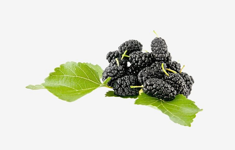 Moruša biela Milanówek 40-60 cm, kont. 2 l