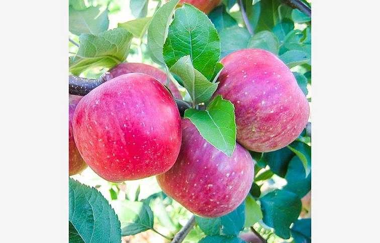 Jabloň Fuji na cca 100-110cm kmeni, výška 150-170cm, obv. km. 6-8cm, kont. 10 l