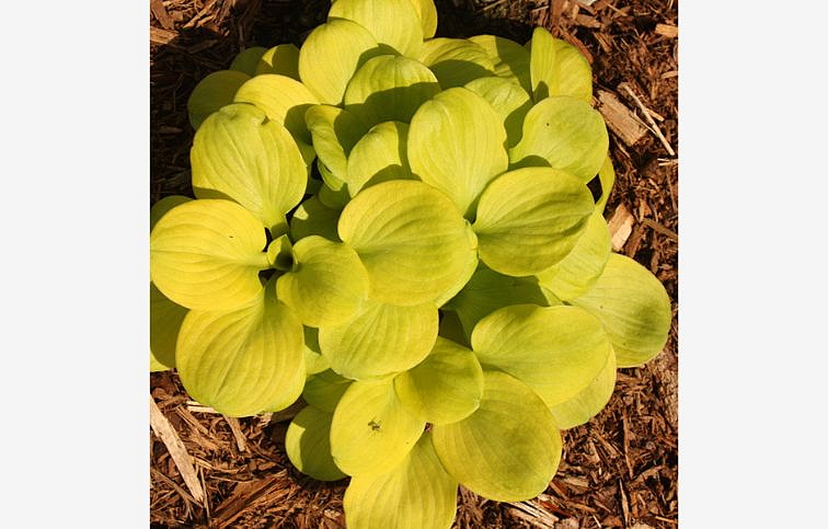 Hosta Sun Mouse - Funkia, kont. 1 l