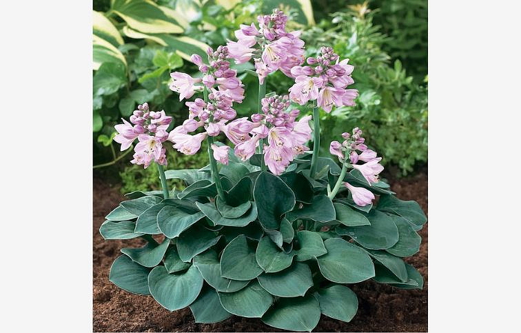 Hosta Blue Mouse Ears - Funkia, kont. 1 l