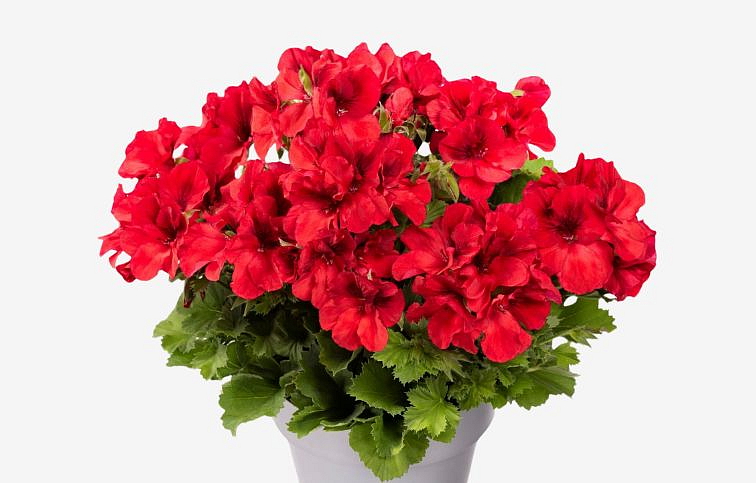 Muškát veľkokvetý Aristo Bright Red - Pelargonium, kont. 0,7 l