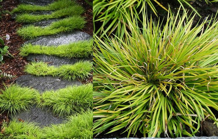 Puškvorec trávovitý Hakuro Nishiki - Acorus gramineus, kont. 0,5 l