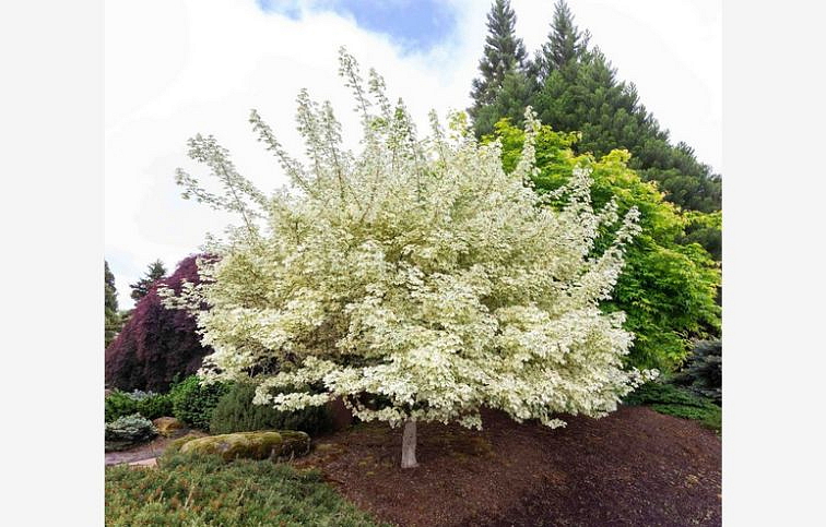 Javor poľný Carnival na 120-140cm kmienku, výška 140-160 cm, kont. C4