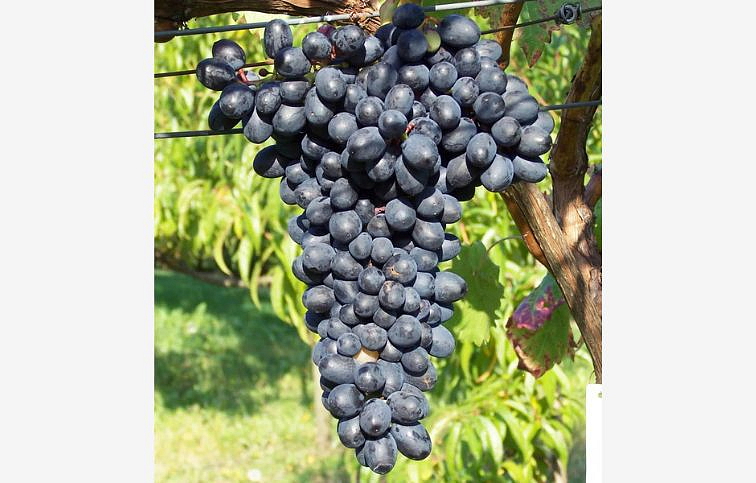 Vinič stolový bezsemenný Attika 40-60cm, kont. 2 l