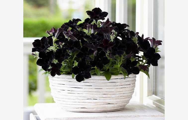 Petúnia Crazytunia Black Mamba, kont. 0,5 l