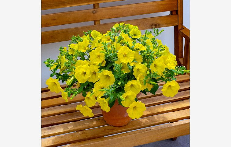 Petúnia Surfinia Dark Yellow Morn, kont. 0,5 l