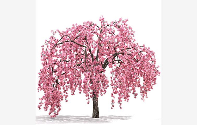 Okrasná jabloň Royal Beauty na kmienku 90-110 cm, kont. C2