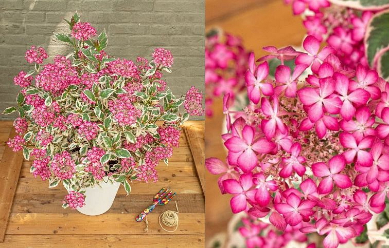 Hortenzia pílovitá Euphoria Pink 25-35 cm, kont. p15