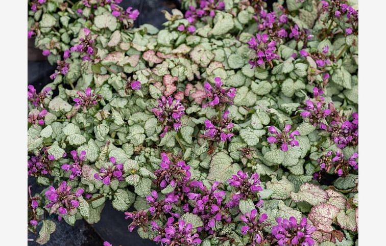 Hluchavka škvrnitá Beacon Silver - Lamium maculatum, kont. 0,5 l