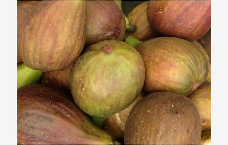 Figovník Osborn Prolific 40-60cm, kont. 9 l