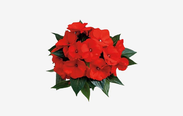 Netýkavka Nová Guinea Mauri - Impatiens, kont. 0,7 l