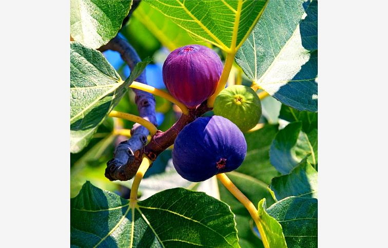 Figovník Rouge de Bordeaux 30-40 cm, kont. 2 l