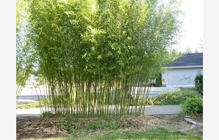 Bambus PHYLL. Bissetti 130-170cm, kont. 15 l