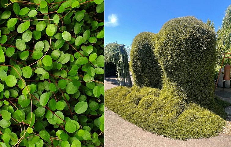 Muhlenbeckia, kont. p9