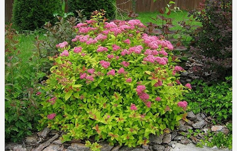 Tavoľník japonský Goldflame 10-20cm - Spiraea japonica kont. 2 l