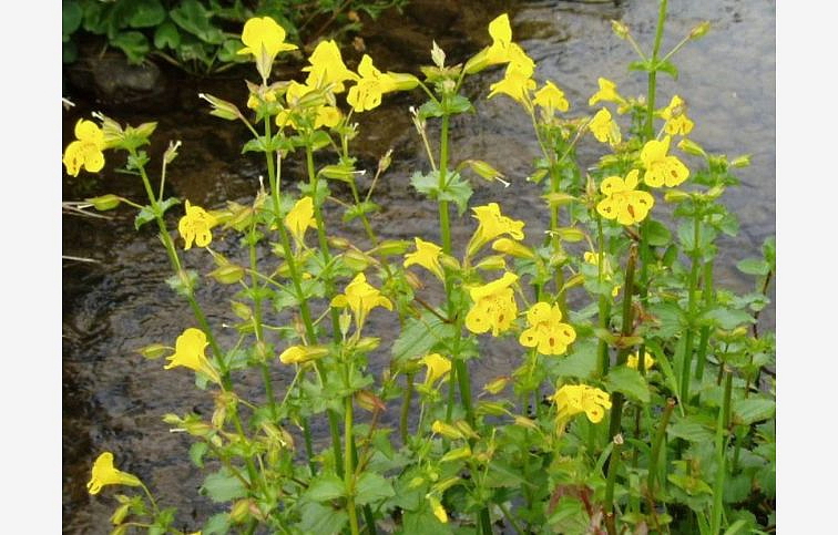 Čarodejka žltá - Mimulus luteus, kont. p9