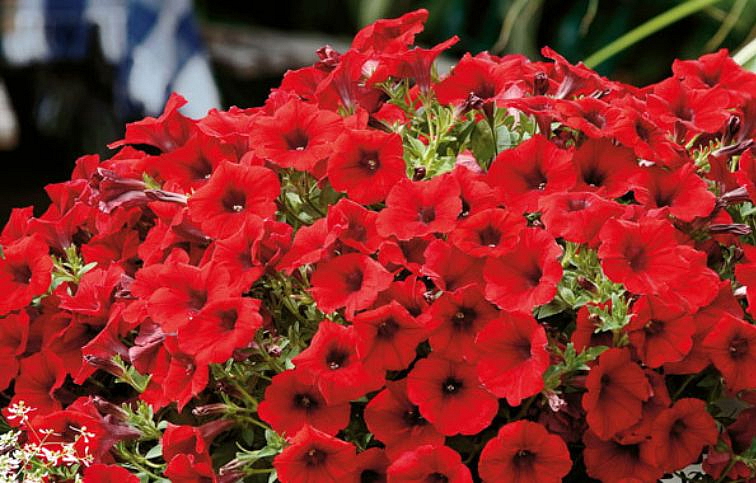 Petúnia Veranda Scarlet, kont. 0,5 l