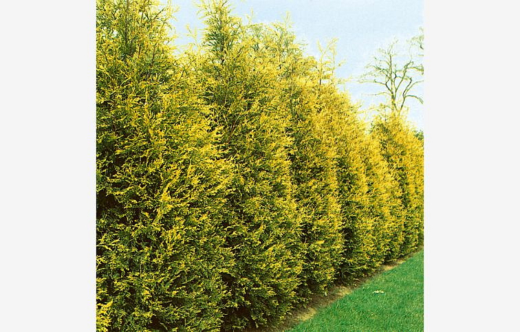 Cyprusovec leylandský Gold Rider 80-125 cm, kont. 9 l