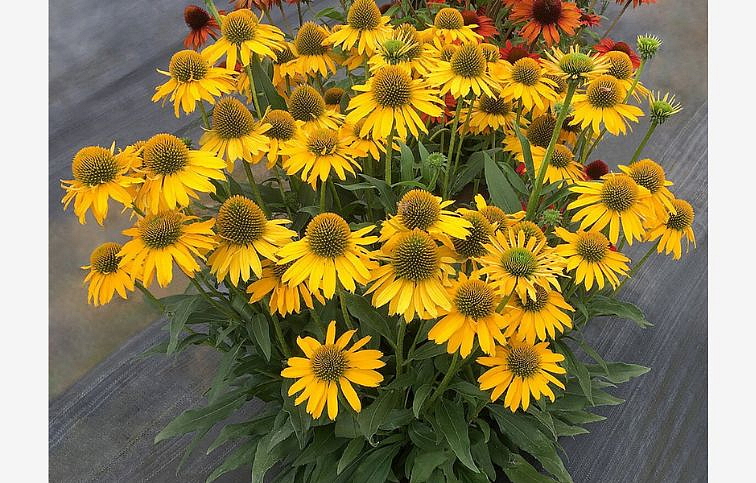 Echinacea purpurová Kismet Yellow, kont. 1 l