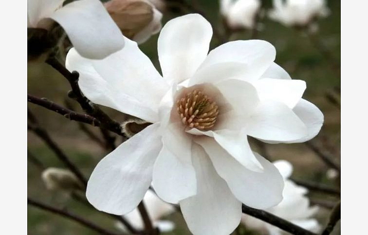 Magnólia Loebnerova Merrill 20-30cm- Magnolia loebneri kont. 3 l