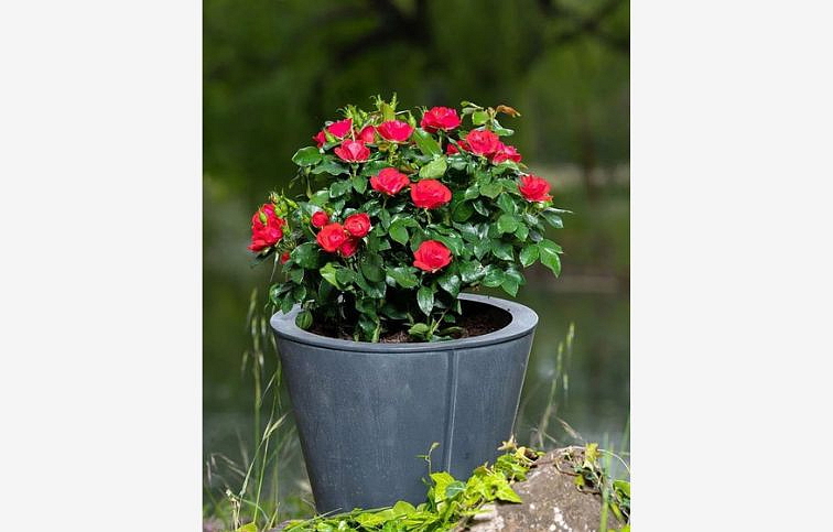 Ruža mini Meilland Zepeti - Rosa, kont. 2 l