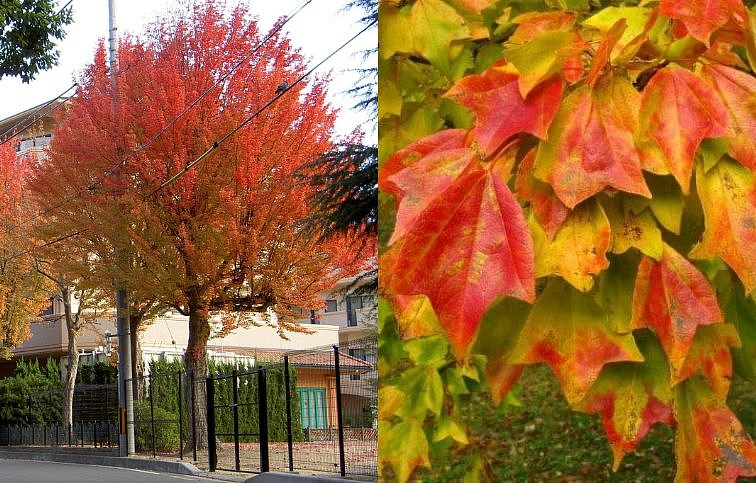 Javor Buergerov na kmienku 250-300cm, obvod kmeňa 8-10cm, kont. 30 l
