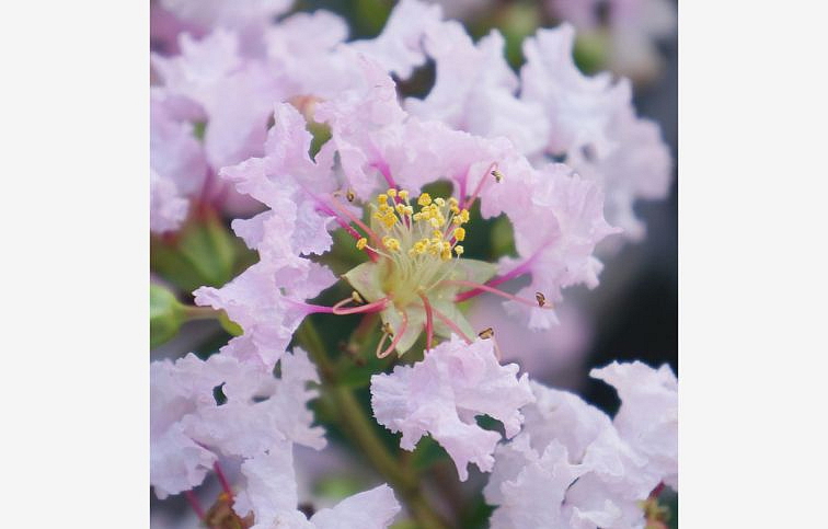 Myrta krepová With Love Babe 20-30cm - Lagerstroemia indica kont. 2 l
