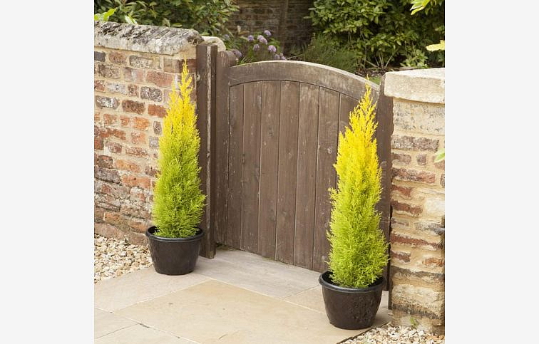 Cyprus Goldcrest Wilma 30-50 cm, kont. p14