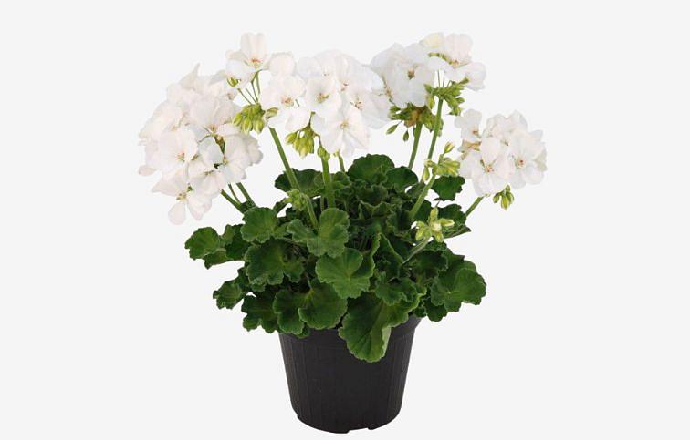 Muškát vzpriamený Piz Blanc - Pelargonia, kont. 0,7 l