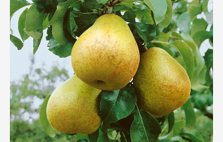 Hruška Hardyho Máslovka, podpník Kaukazská hruška, voľnok.