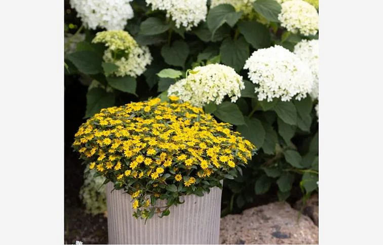 Sanvitália poliehavá Goldbini, kont. 0,5 l