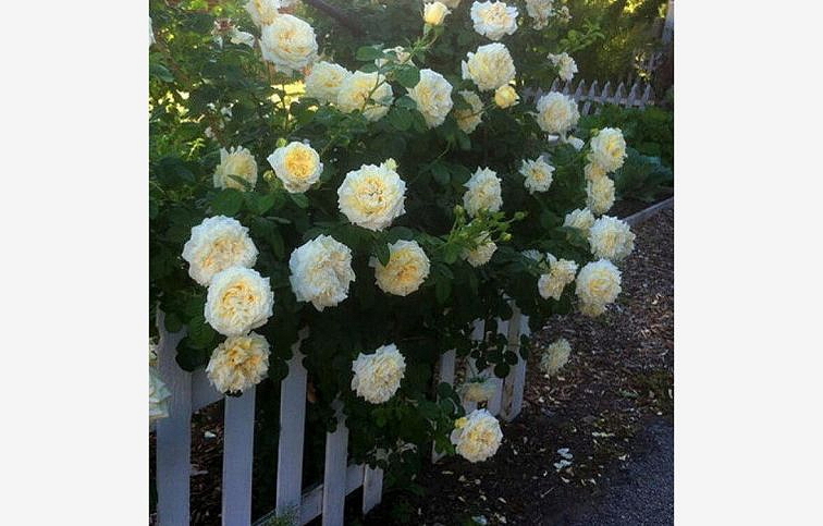 Ruža popínavá Cyrano De Bergerac Giallo Bianco 140-200 cm - Meilland, kont. 5 l