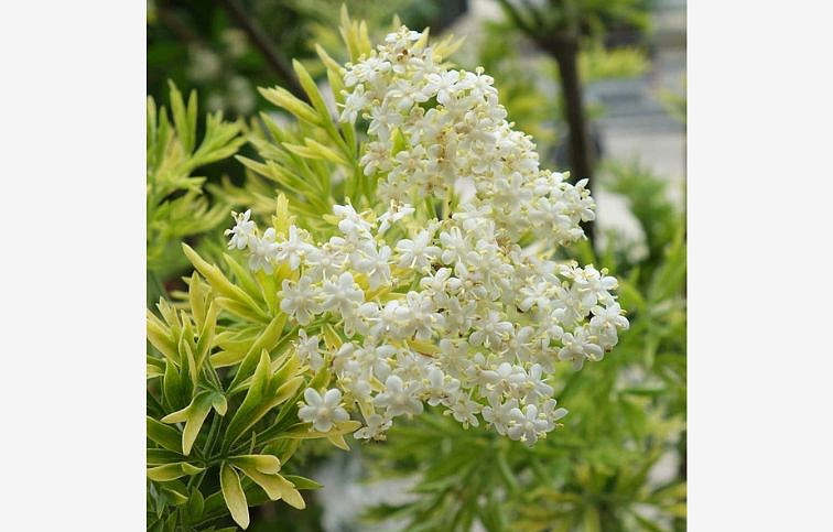 Baza čierna Golden Tower 10-20 cm, kont. 2 l