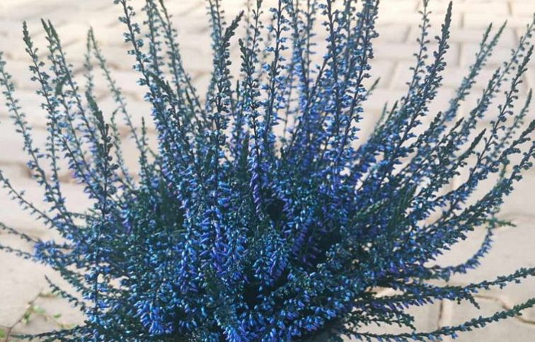 Vres Garden Girls farbený modrý, kont. p11