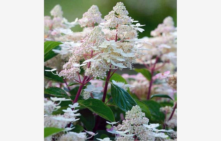 Hortenzia metlinatá Early Harry na kmienku 70-90cm, kont. 3 l