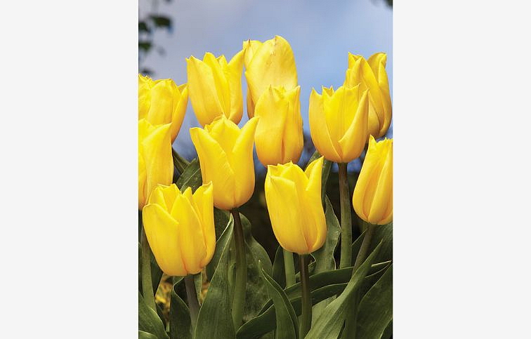 Tulipán Strong Gold 3 ks v kont. 0,5 l