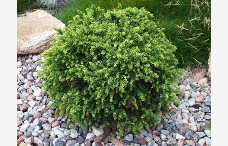 Kryptoméria japonská MONSTROSA NANA 30 cm, kont. 3 l