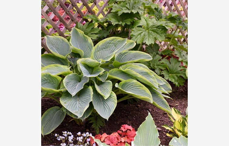 Hosta Shadowland Wu La La - Funkia, kont. 1 l