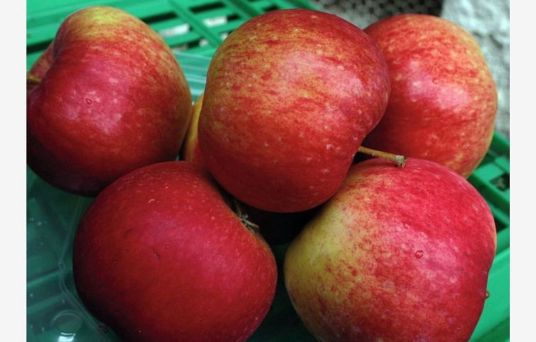 Jabloň Rubinola, podp. M9, voľnok.