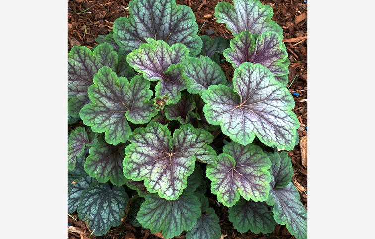 Heuchera Green Spice, kont. 0,5 l