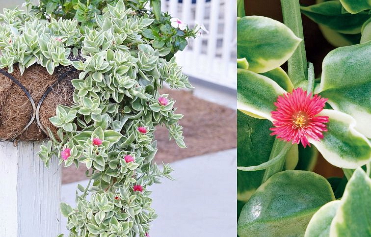 Grécky muškát Mezoo Trailing Red - Aptenia cordifolia, kont. 0,5 l